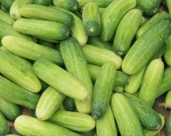 Cucumber