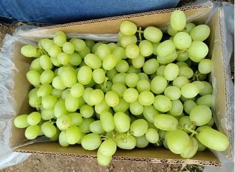 Grapes